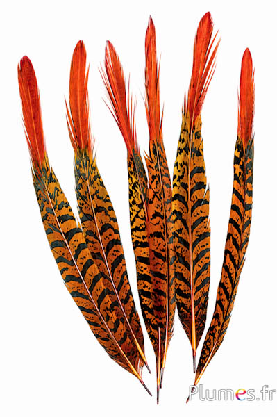 Fasan Lady Amherst - 24-27 cm - aztekengold-schwarz